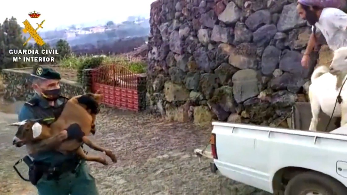 Cuerpos de Emergencia evacúan animales de granja tras la erupción del  volcán Cumbre Vieja en las islas Canarias (VIDEOS) - RT