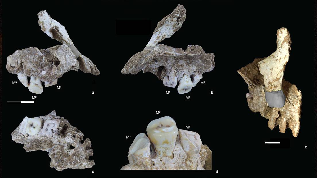 Detalles de una mandíbula de homo sapiens hallada en la isla de Célebes (Indonesia).