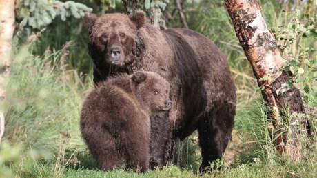 Un parque nacional en Alaska elige a su osezno más gordo en un peculiar concurso (FOTO)