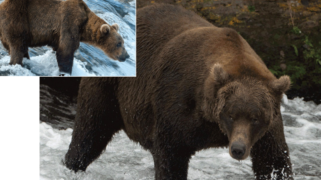 El concurso del oso 'plus-size' se acerca a la final: quién puede ganar el popular torneo de Alaska