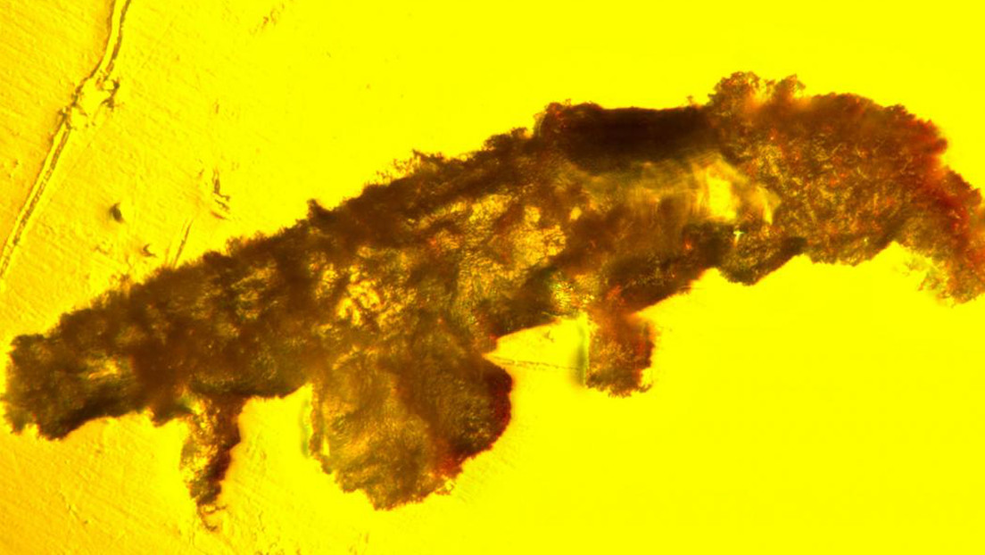 "Un acontecimiento único en una generación": descubren una nueva especie de tardígrado que se conservó en ámbar durante 16 millones de años