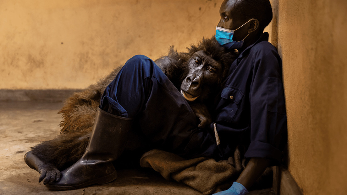 Muere la gorila huérfana que conquistó la Red al posar para un selfi imitando una pose muy humana - RT