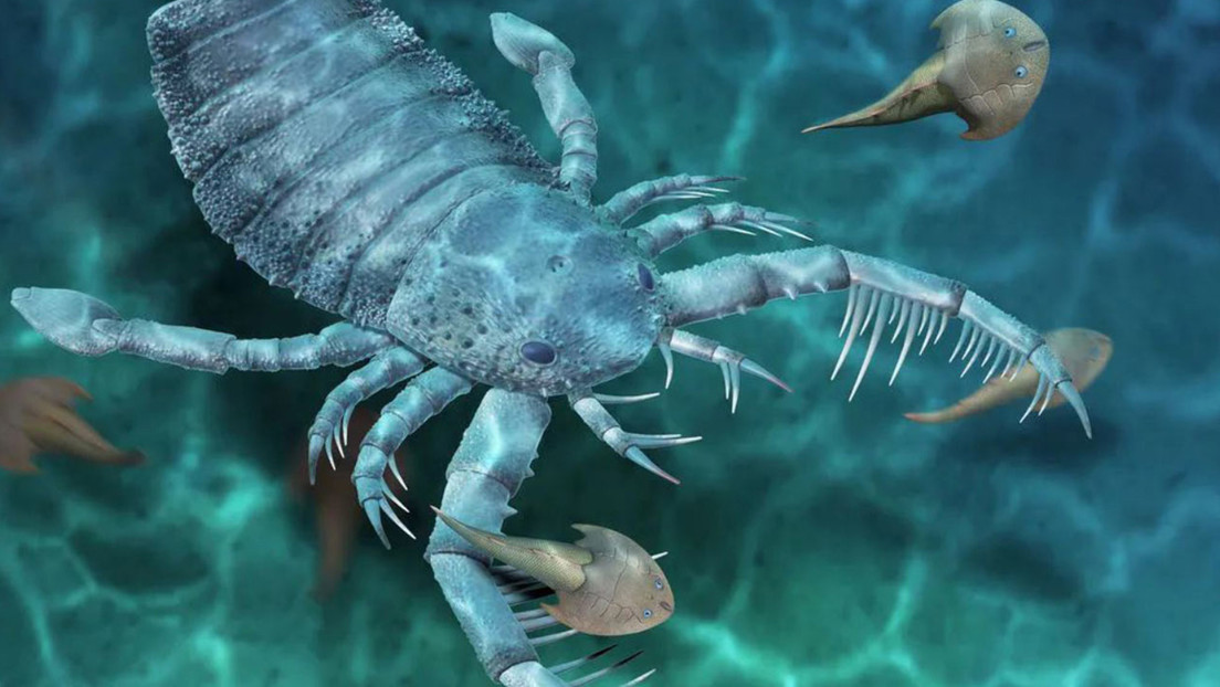 Hallan fósiles de un escorpión de un metro de largo que vivió hace 435 millones de años, uno de los principales depredadores marinos de su tiempo
