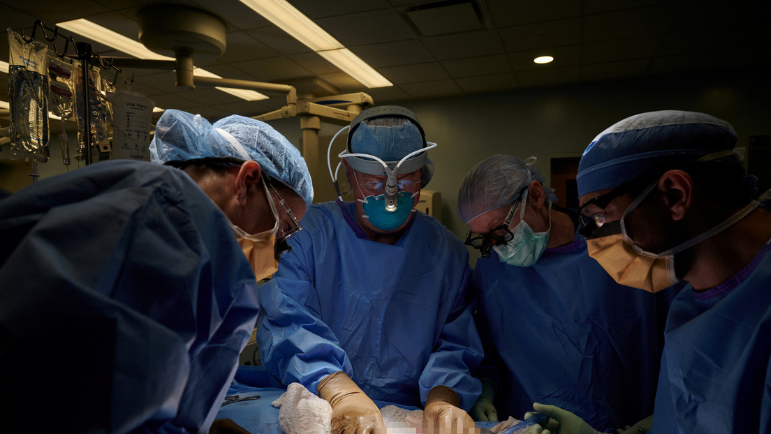 Transplantasi ginjal babi percobaan manusia pertama yang berhasil