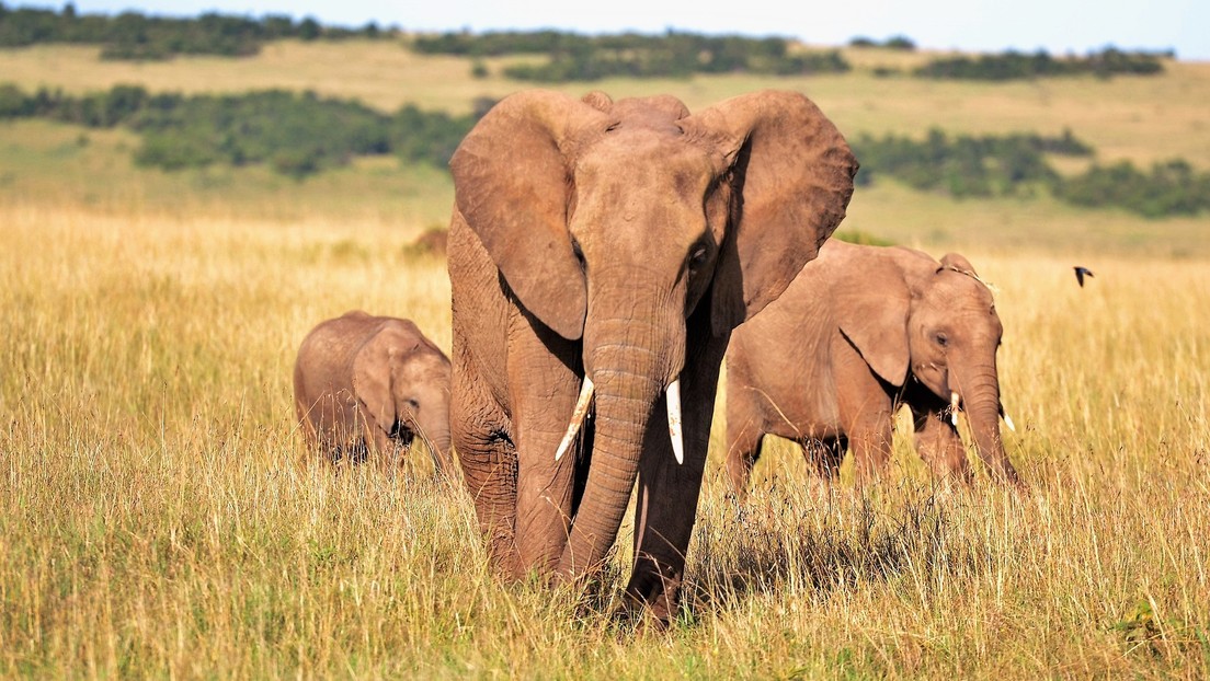 Cacería furtiva ha causado que los elefantes evolucionen para no desarrollar colmillos