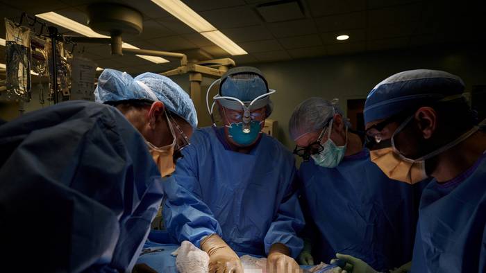 Realizan con éxito el primer trasplante experimental de un riñón de cerdo a  un ser humano - RT