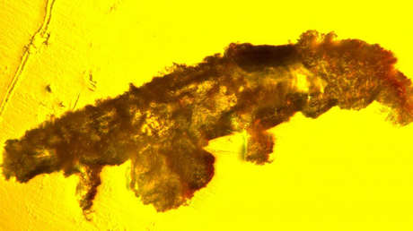 "Un acontecimiento único en una generación": descubren una nueva especie de tardígrado que se conservó en ámbar durante 16 millones de años