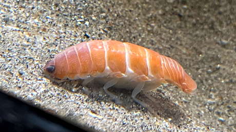 FOTO: Capturan en Japón una criatura marina semejante a un 'sushi' con 14 patas