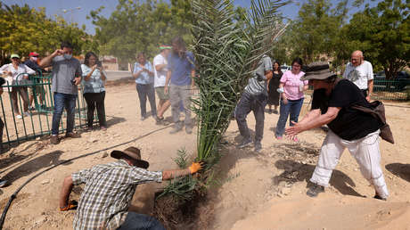 Plantan semillas de más de 2.000 años de antigüedad y este es el resultado