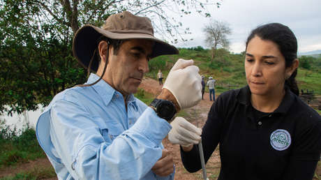 Inicia con éxito en Colombia un plan experimental de inmunocastración de los hipopótamos de Pablo Escobar