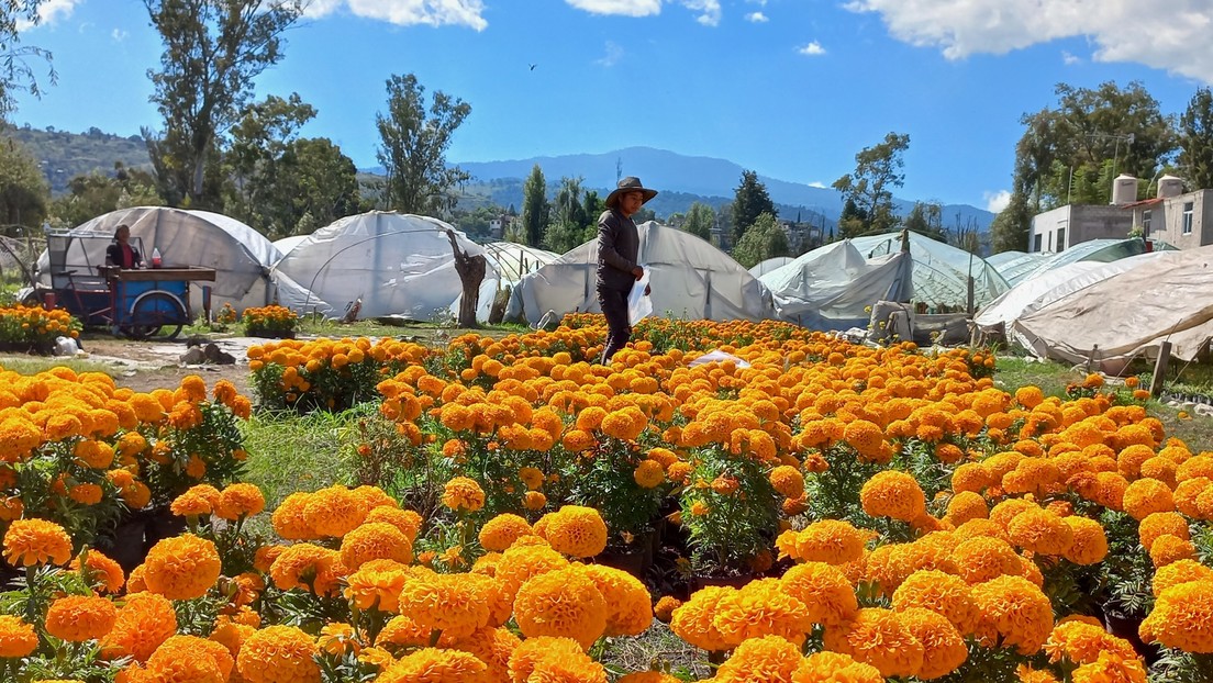 Las manos detrás del cempasúchil, la flor que se ofrece en México como guía para iluminar las almas en el Día de Muertos