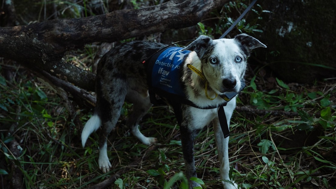 One day abandoned dog internationally recognized for saving more than 100 colas in a fire in Australia