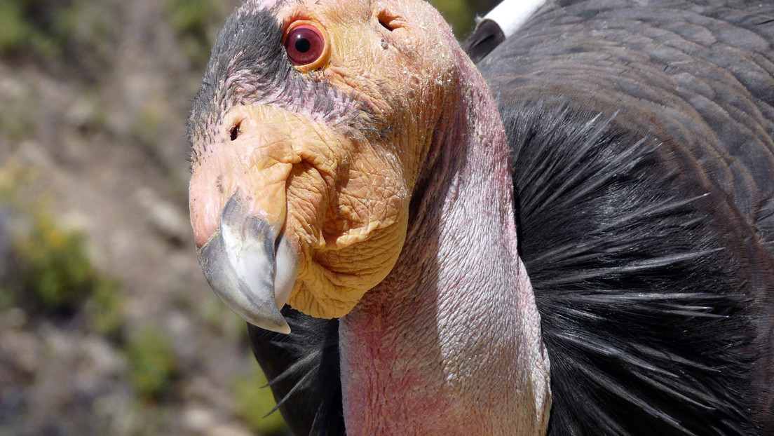 A study has found that California condors are able to reproduce without the need for mating