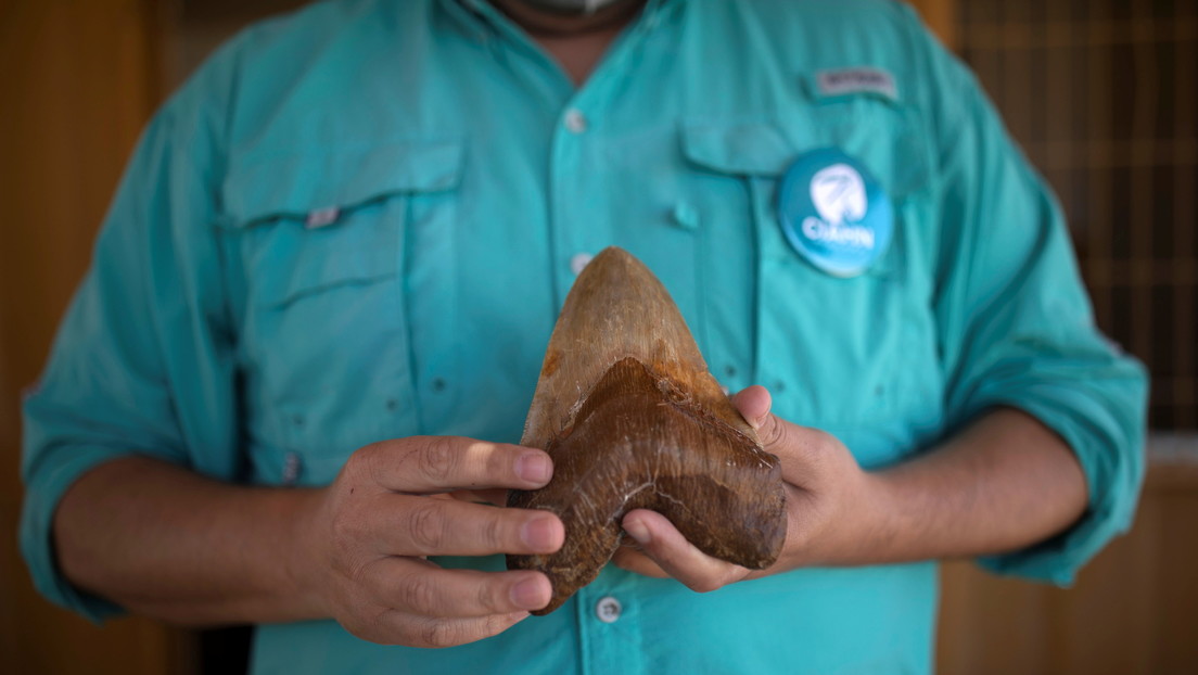 Hallan dientes de tiburón megalodón en el desierto de Atacama en Chile