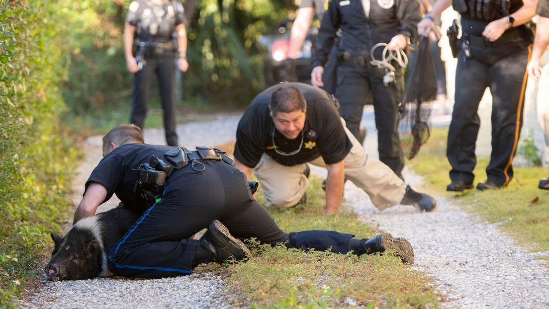 FOTOS: Un cerdo protagoniza una persecución policial en Florida (y se convierte en meme)