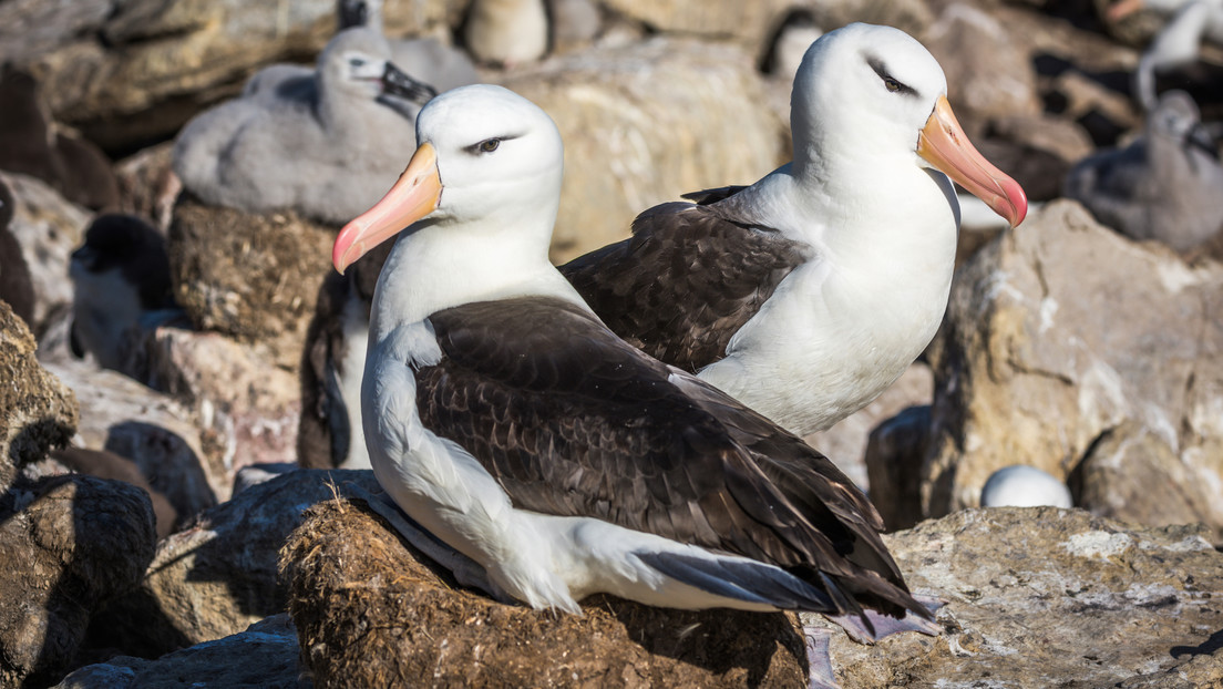 'Hasta que el cambio climático los separe': el calentamiento del océano amenaza la monogamia de los albatros de las Malvinas