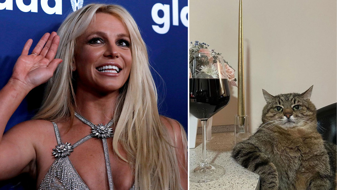 Stepan the cat conquers Britney Spears with determination and a glass of red wine