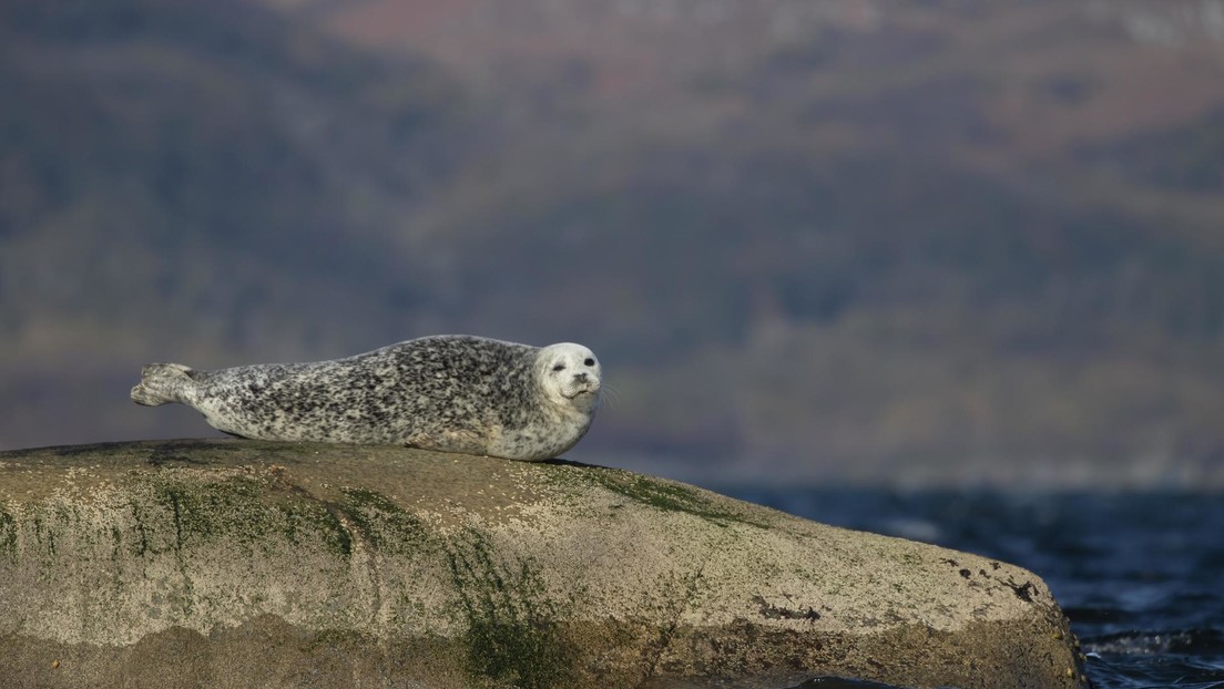 Cientos de crías de foca gris mueren en una reserva natural británica tras el paso de la tormenta Arwen