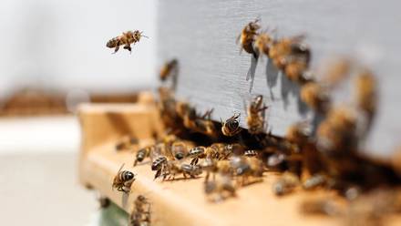 ¡Asombroso! Miles de abejas sobrevivieron 50 días bajo las cenizas de un volcán 