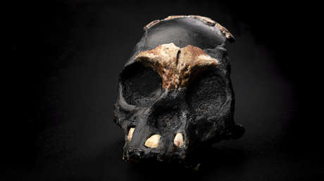 Descubren el primer cráneo de un niño ‘Homo naledi’, que ayudaría a comprender cómo crecían estos humanos «claramente primitivos»