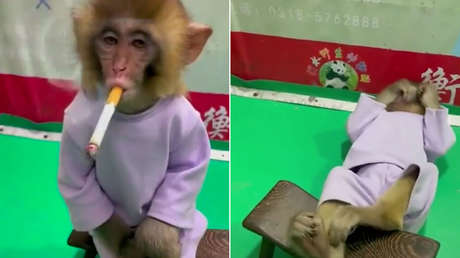 El video de una cría de mono fumando en un zoo chino causa indignación en las redes sociales