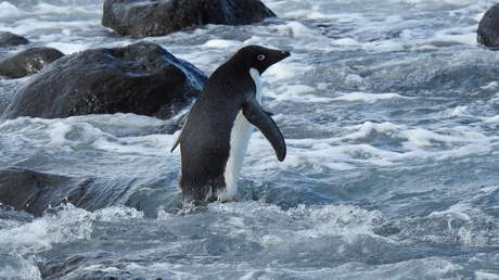 Un pingüino se desplaza 3.000 kilómetros en busca de comida y llega a la costa de Nueva Zelanda para sorpresa de vecinos y zoólogos