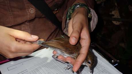 Estudio sugiere que las aves del Amazonas han transformado su estructura corporal debido al cambio climático