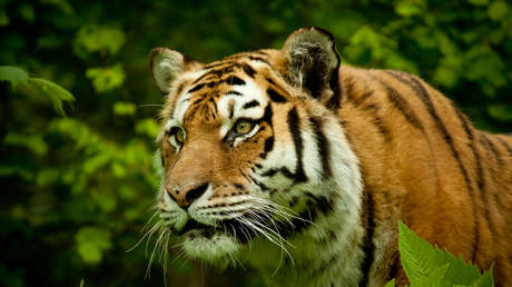 Un enorme tigre de bengala se escapa de sus dueños y deambula cerca de una carretera en México