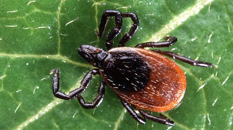 Una nueva vacuna contra la enfermedad de Lyme probada exitosamente en conejillos de Indias podría aplicarse en humanos