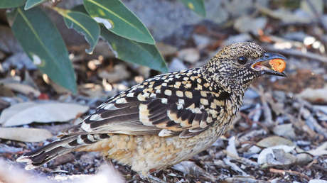 Identifican una nueva especie de arbusto en el Uluru, el monte monolítico venerado por los aborígenes de Australia