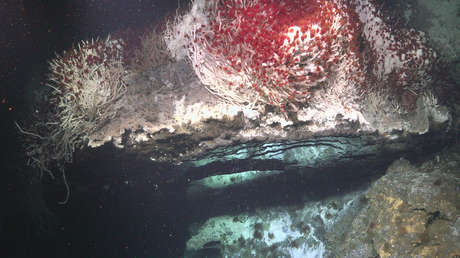 Gusanos ‘brillantes’ y ‘piscinas de espejo’: hallan frente a las costas mexicanas especies antes desconocidas y fuentes hidrotermales únicas (FOTOS)