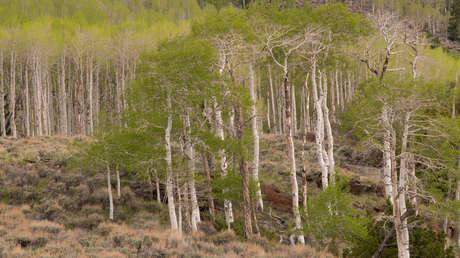 «El organismo único más grande de la Tierra» está siendo gradualmente devorado, advierte un científico