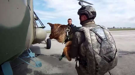 El Ejército ruso recibirá los primeros paracaídas para perros de servicio el próximo año