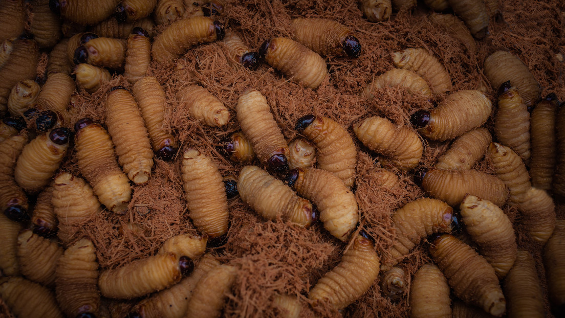 El mojojoy, la larva amazónica considerada como superalimento para combatir el hambre mundial (y que es una plaga para algunos)