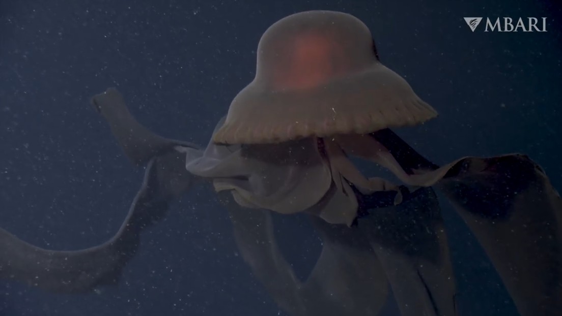 Gigantyczna meduza-duch, która łapie swoją ofiarę "przedramiona policzkowe" 10 metrów od wybrzeża Kalifornii (wideo)