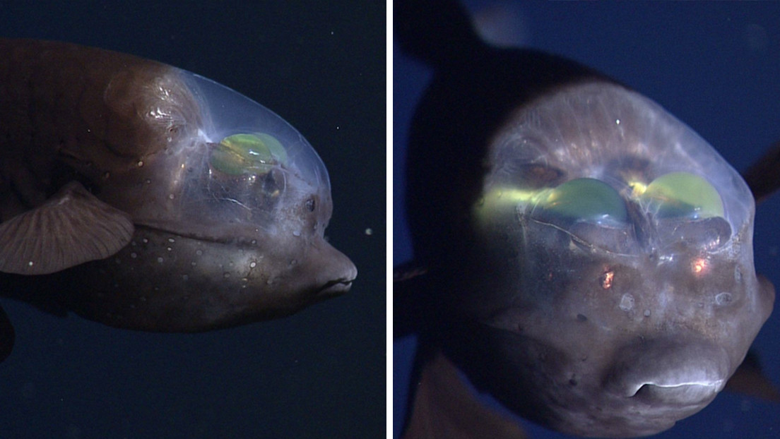 Científicos graban un extraño pez de cabeza transparente y ojos verdes tubulares Científicos graban un extraño pez de cabeza transparente y ojos verdes tubulares