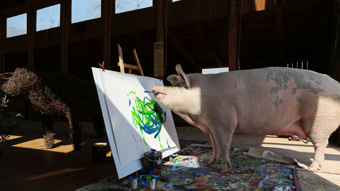 Pigcasso, una reconocida cerda pintora, se convierte en la artista animal mejor cotizada de la historia tras vender un cuadro por 27.000 dólares