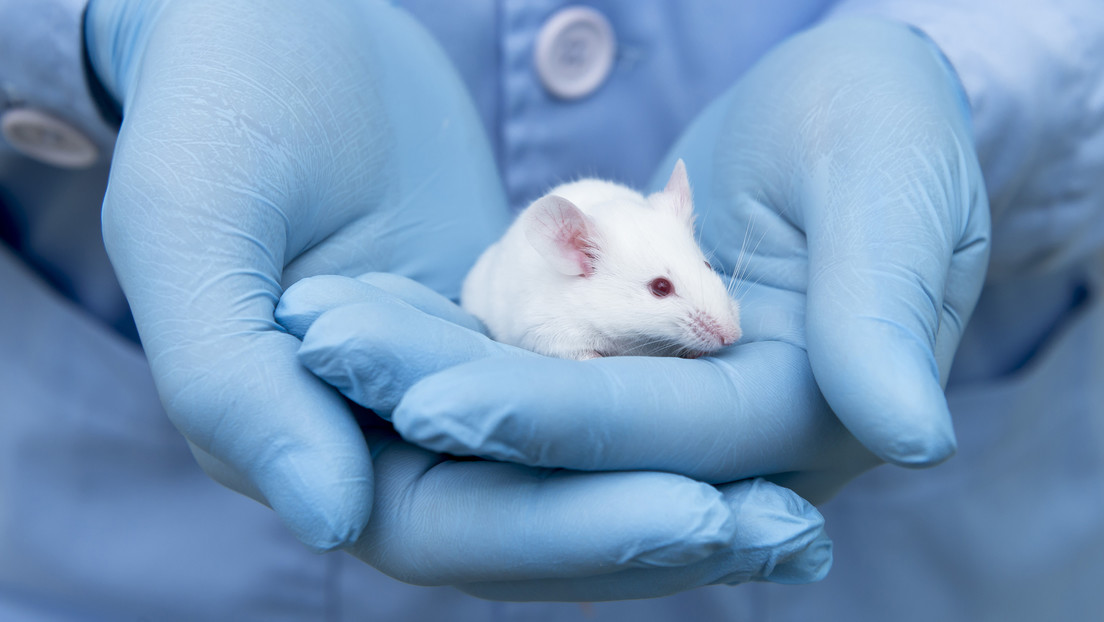 Un estudio demuestra que la variante ómicron infecta a ratas y a ratones, que hasta ahora eran invulnerables al virus