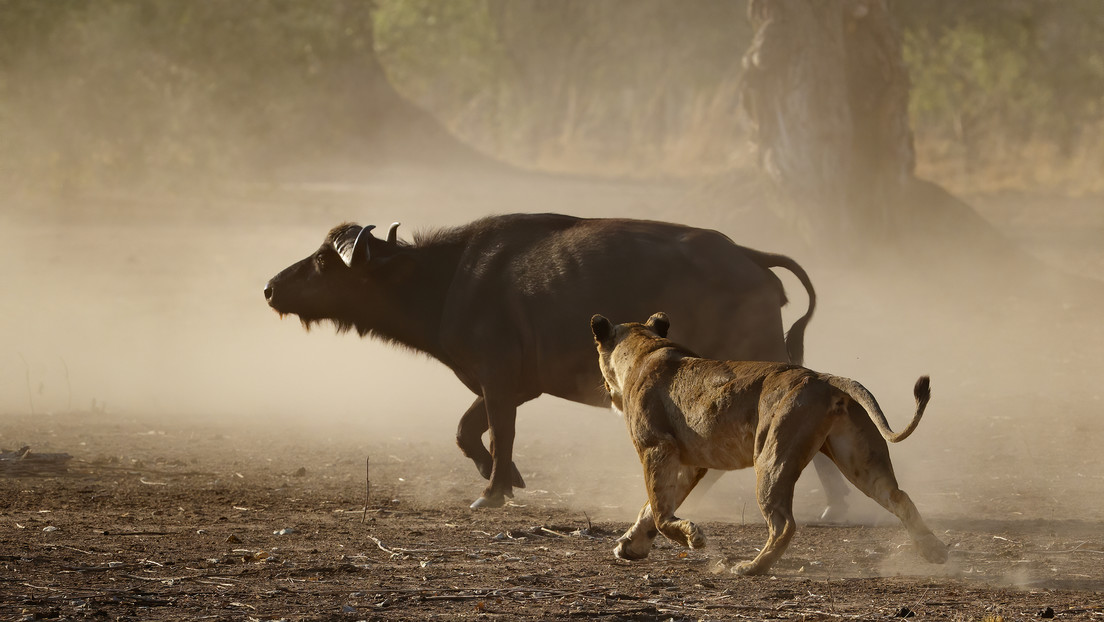 Captan una pelea entre leones y una manada de búfalos con fatal desenlace