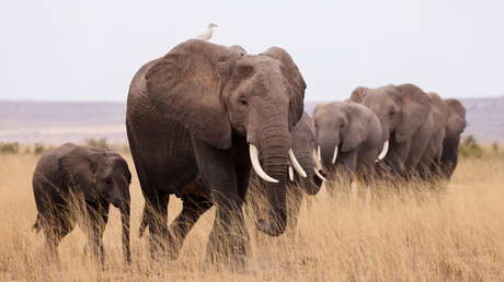 VIDEOS: Un enorme elefante ataca un transporte de safari y lo saca de la carretera mientras los turistas huyen para salvar sus vidas