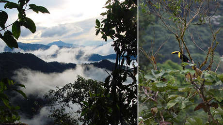 Corte Constitucional de Ecuador frena un proyecto minero en un bosque protector al declarar la «vulneración de los derechos de la naturaleza»