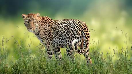 Una madre rescata a su hijo de las garras de un leopardo tras perseguirlo cerca de un kilómetro