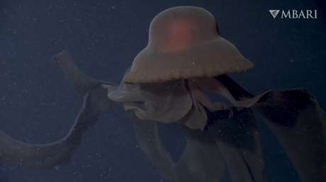 Una medusa fantasma gigante que atrapa a sus presas con «brazos bucales» de 10 metros es vista frente a la costa de California (VIDEO)