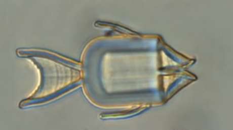 Desarrollan microrrobots con forma de pez capaces de suministrar fármacos de quimioterapia directamente a las células cancerosas