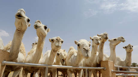 Excluyen a decenas de camellos de un ‘concurso de belleza’ porque los sometieron a estiramientos faciales y a botox
