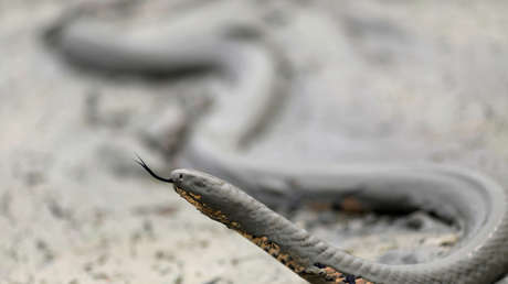 FOTOS: Quema su casa de más de un millón de dólares al tratar de ahuyentar serpientes (y algunas sobreviven)