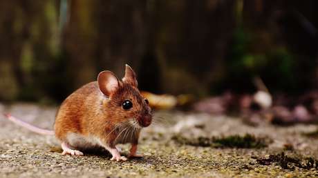 California aprueba arrojar más de una tonelada de veneno en un refugio de vida silvestre para acabar con una plaga de ratones