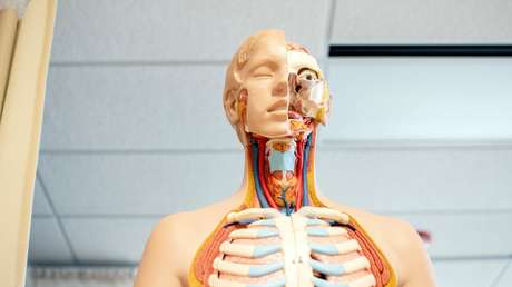 Científicos descubren una nueva parte del cuerpo humano