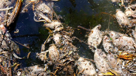 «Se han retirado 80 toneladas de peces muertos»: Derrame de millones de litros de subproducto de tequila contamina una presa en México