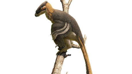 Cubierto de plumas y de tres metros de largo: Descubren una nueva especie de dinosaurio depredador